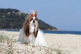 SHIH TZU 019
